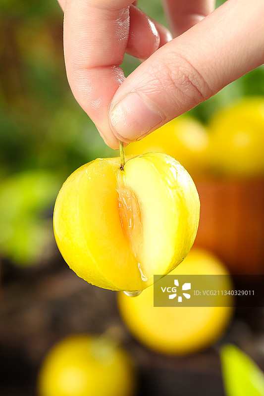 手里拿着黄金奈李图片素材