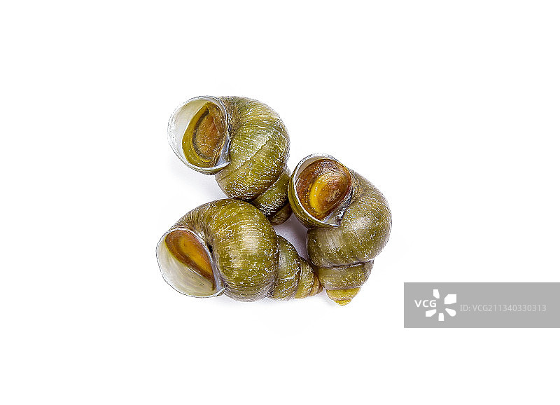 白底上放着螺蛳图片素材
