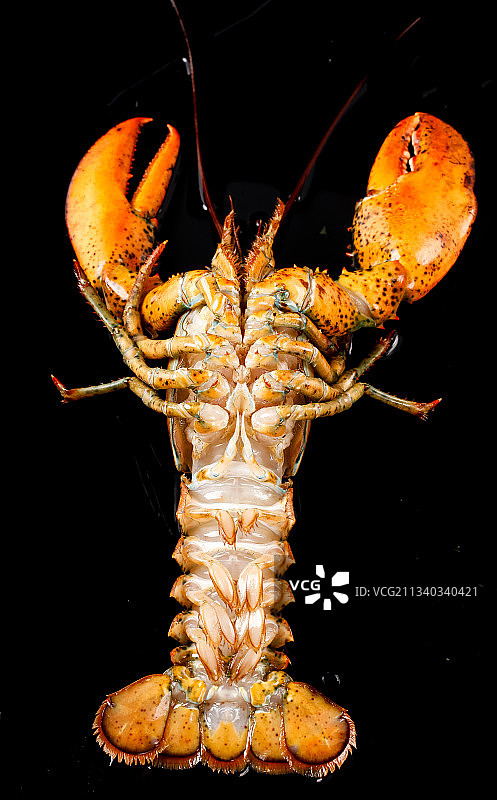 黑底上放着波士顿龙虾图片素材