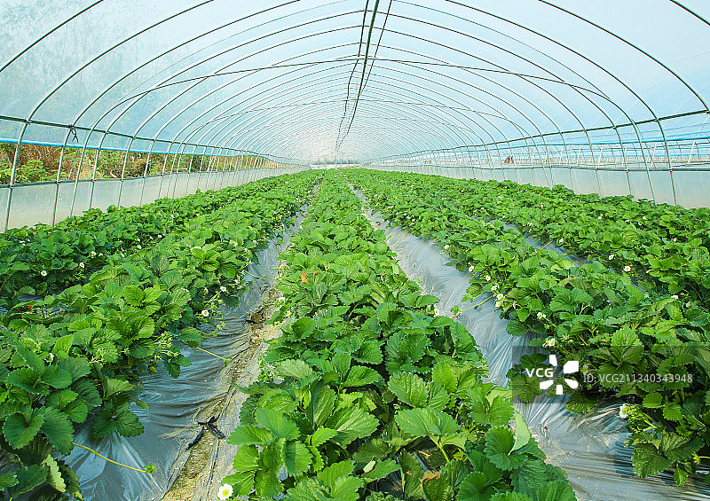 草莓种植基地图片素材