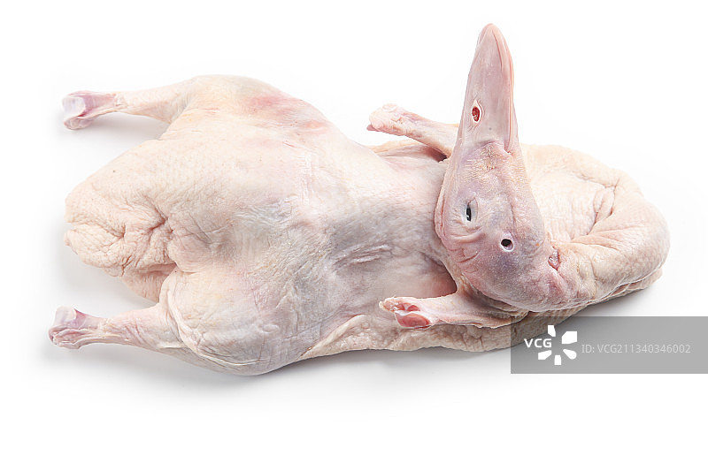 白底上放着鸭子图片素材