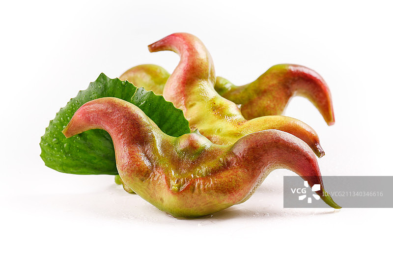 浅底上放着洪湖菱角图片素材