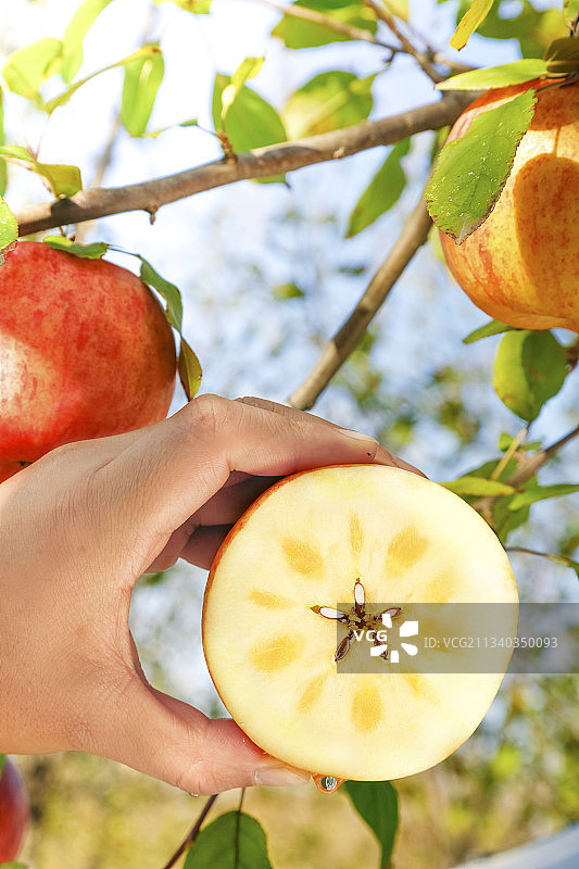 手里拿着阿克苏冰糖心苹果图片素材