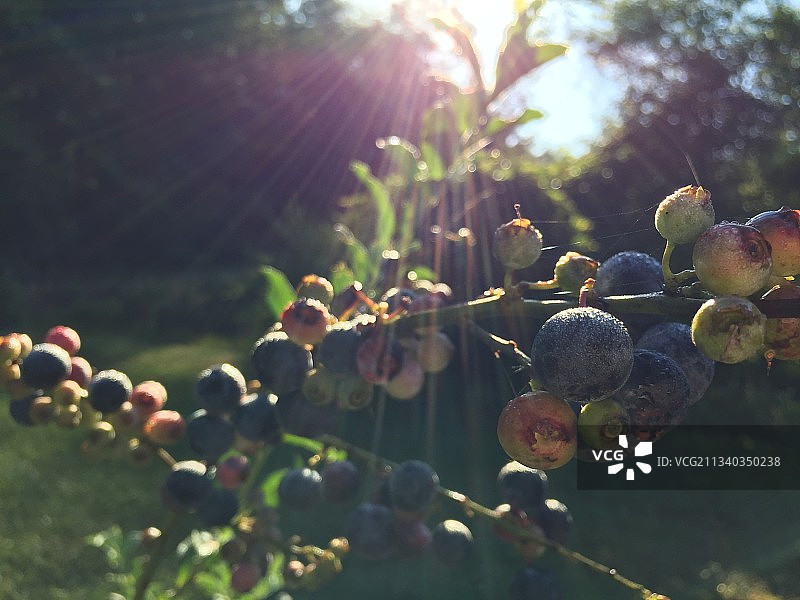 美国佛罗里达州树上生长的葡萄特写图片素材