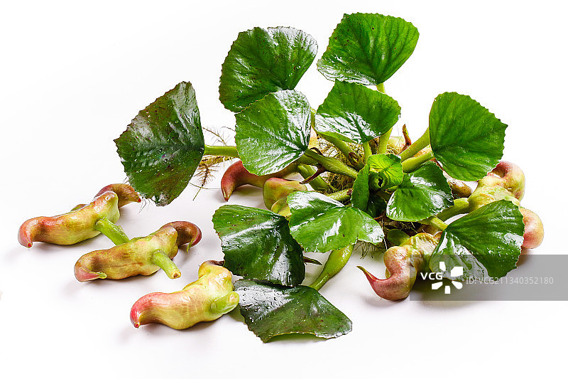 浅底上放着洪湖菱角图片素材