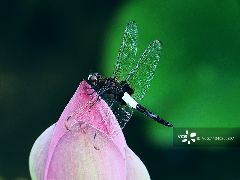蜓蜓玉立图片素材