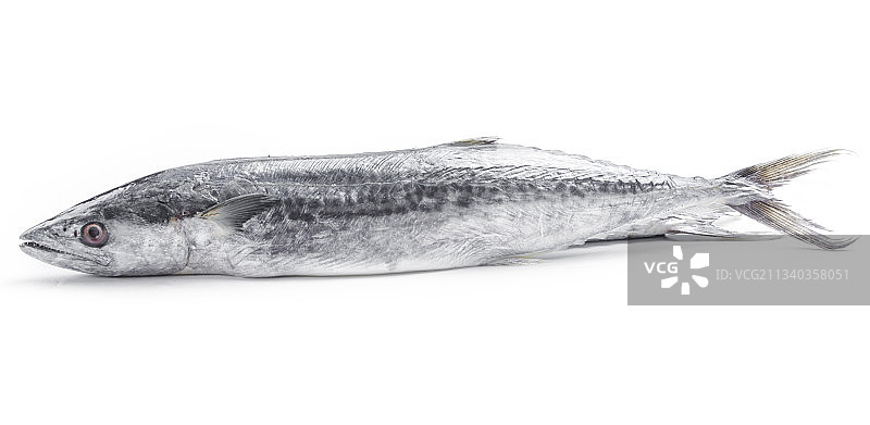 白底上放着秋刀鱼图片素材