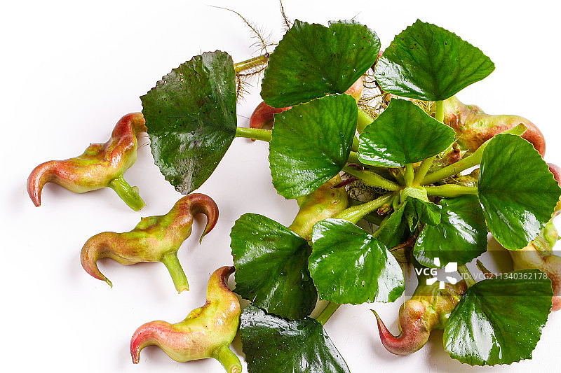 浅底上放着洪湖菱角图片素材