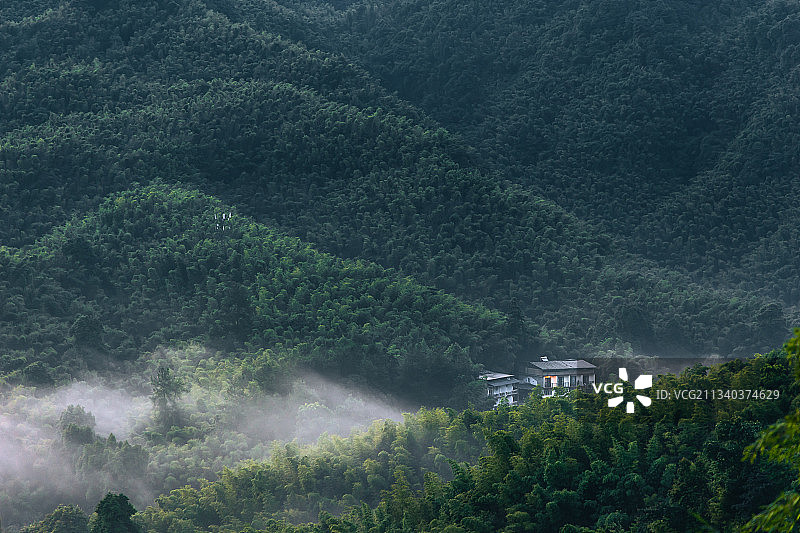 清早的竹林里图片素材