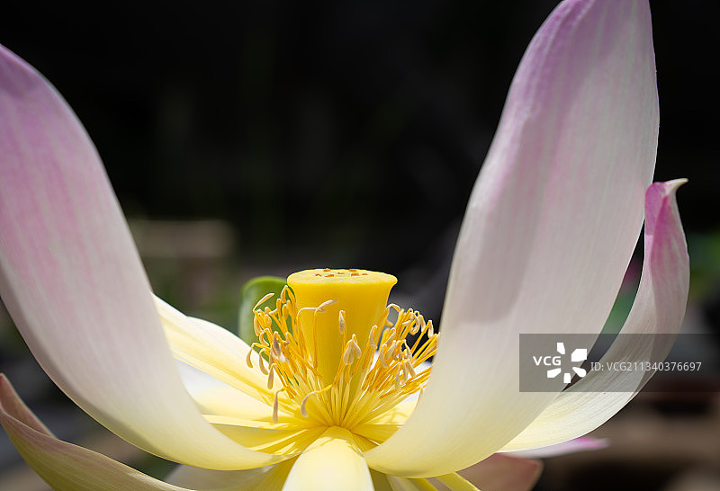 夏日荷花图片素材