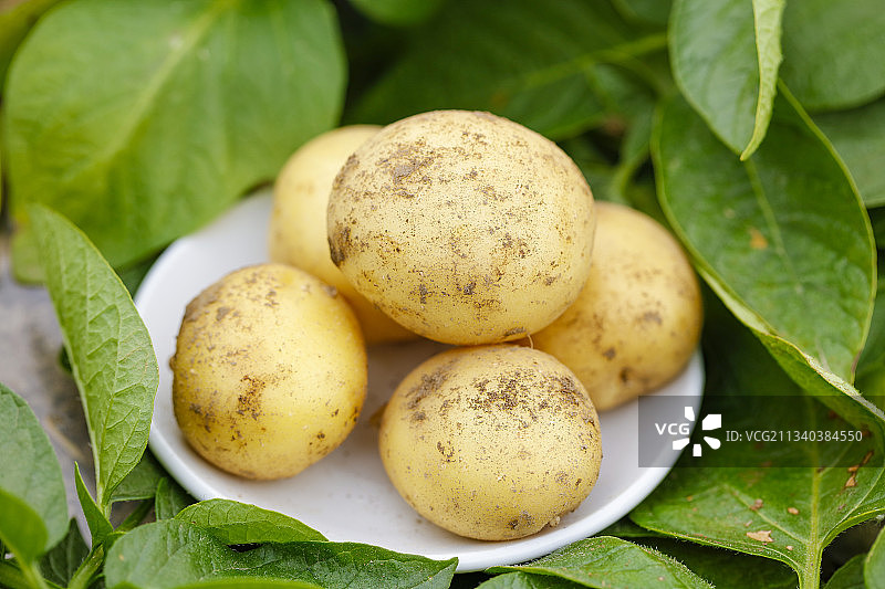 盘子里装着土豆图片素材