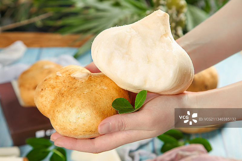 手里拿着广西白凉薯图片素材