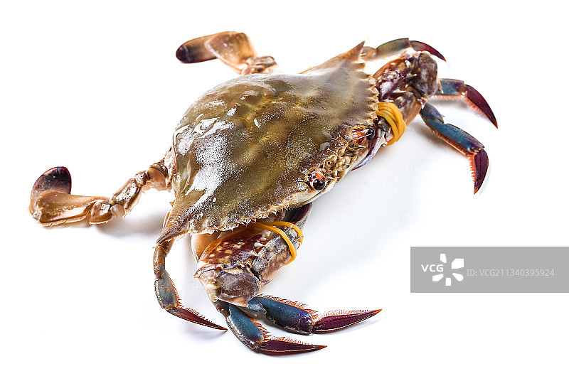 白底上放着梭子蟹图片素材
