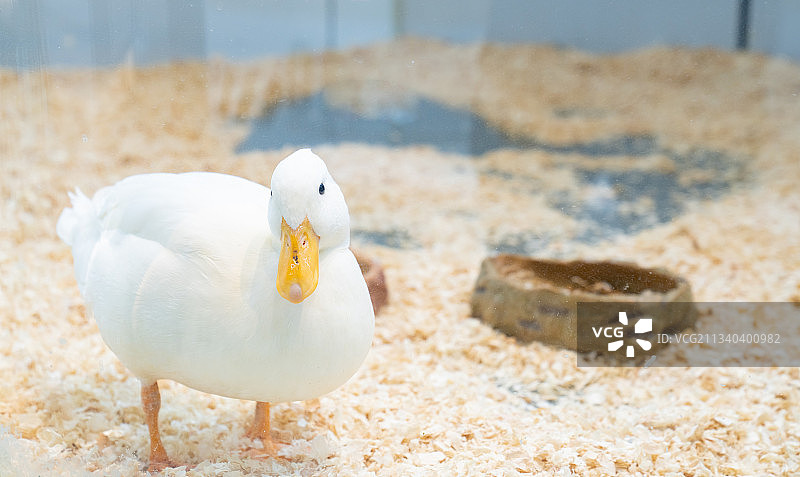 萌宠小鸭子图片素材