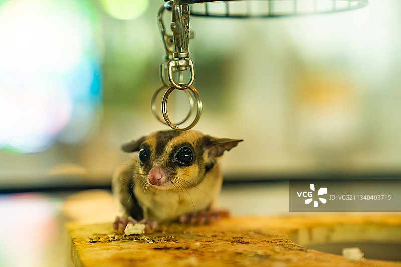 萌宠树懒图片素材