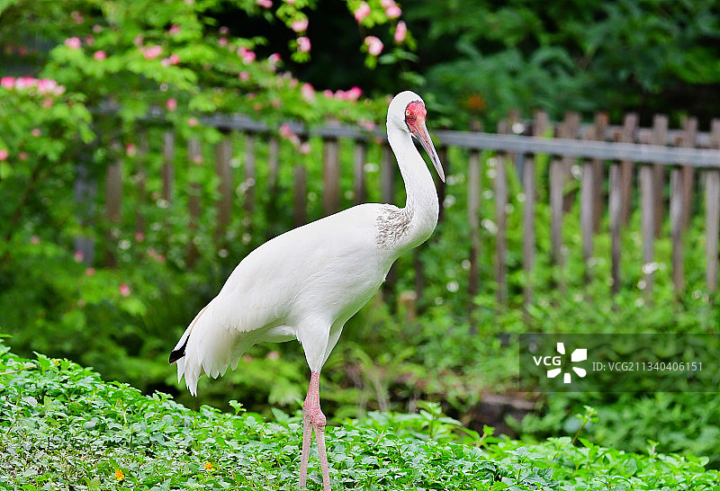 草地上的国家一级濒危保护动物白鹤全身像图片素材
