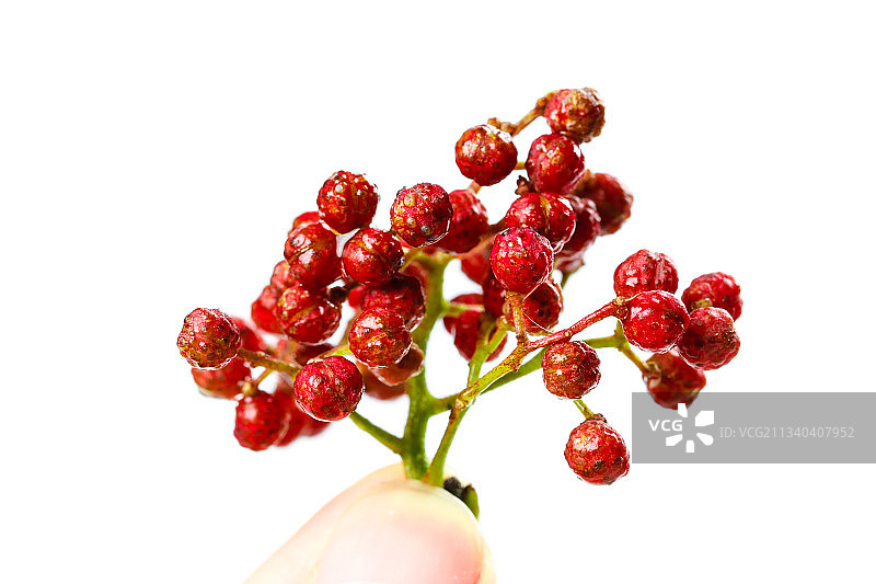 白底上的花椒图片素材