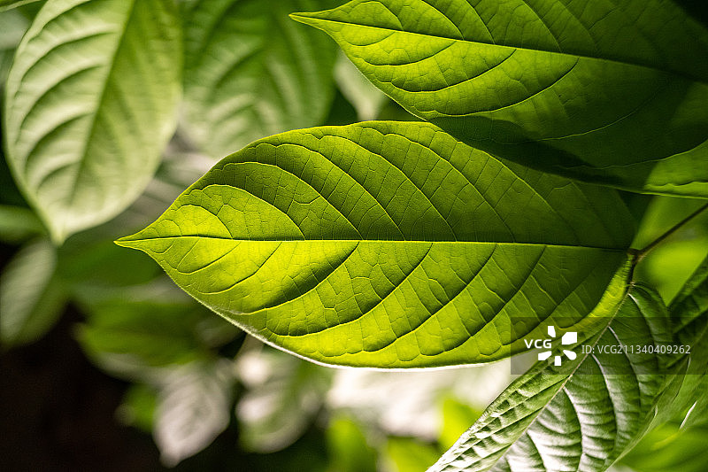 绿叶特写 阔叶 叶脉 微距图片素材