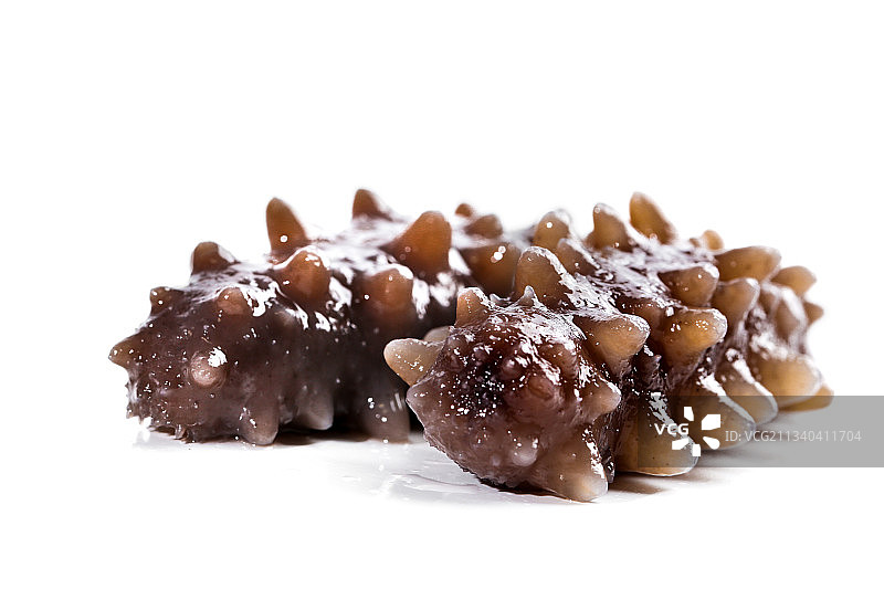 白底上的海参图片素材