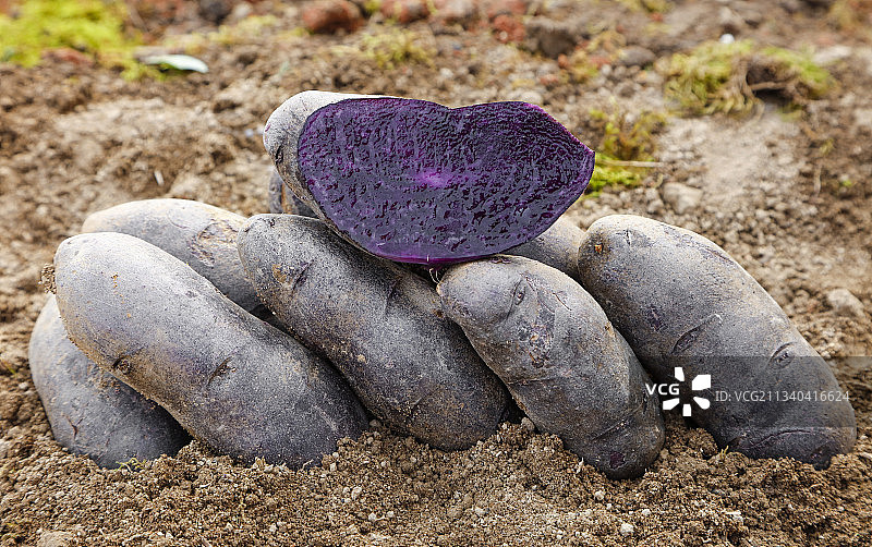 土地里的黑皮紫心土豆图片素材