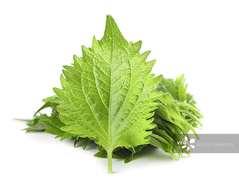 白底上的绿紫苏叶图片素材