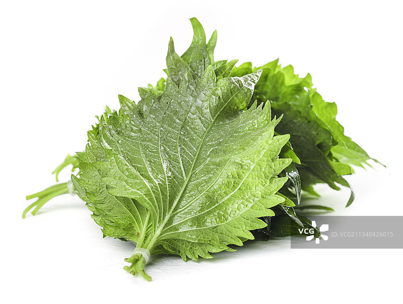 白底上的绿紫苏叶图片素材