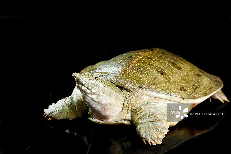 木板上放着大甲鱼图片素材