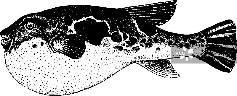 河豚鱼合集图片素材