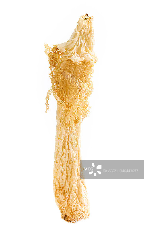 白底上的竹荪图片素材