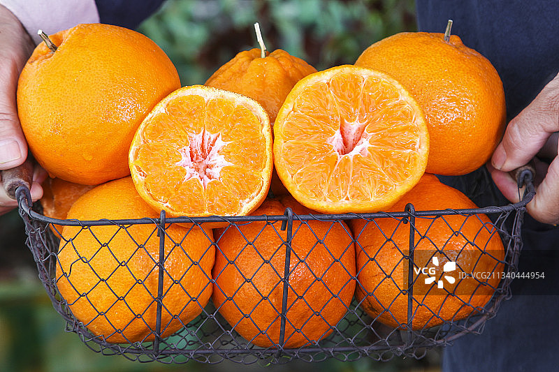 草地上放着一筐四川春见耙耙柑图片素材