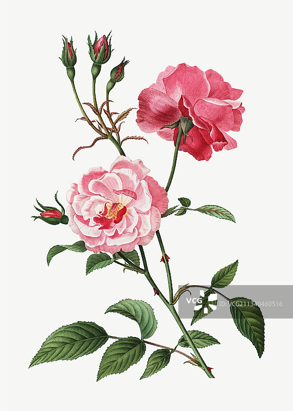 粉色的玫瑰图片素材