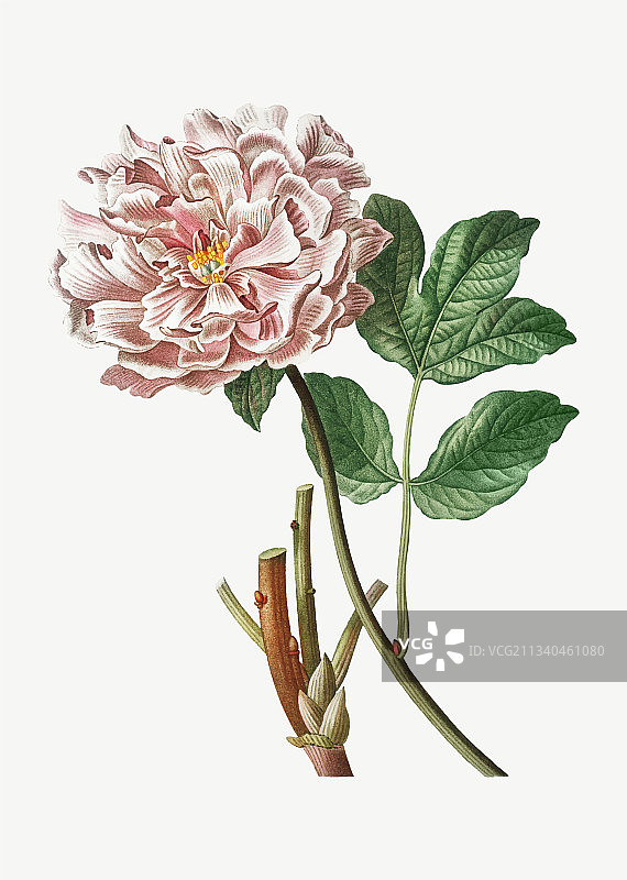 粉色牡丹图片素材