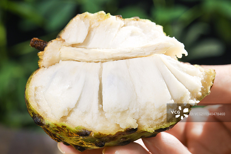 手里拿着释迦果图片素材