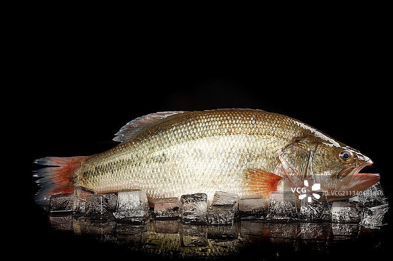 黑底上放着鲈鱼图片素材