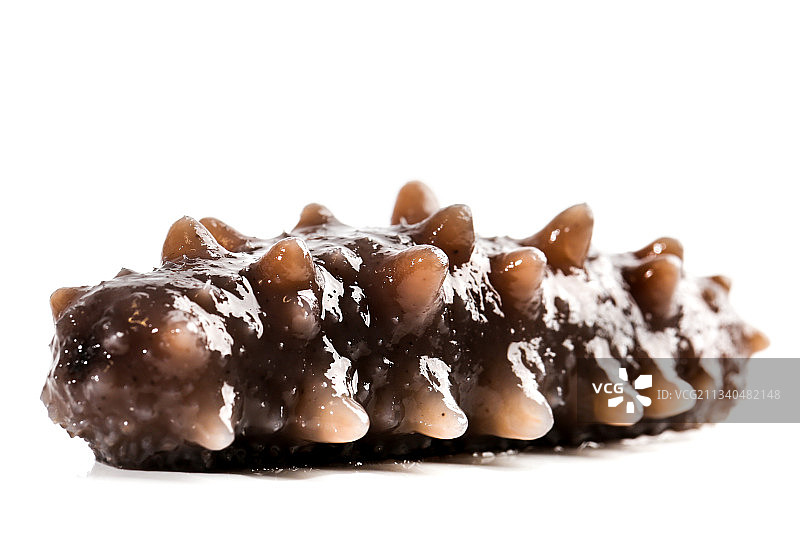 白底上的海参图片素材