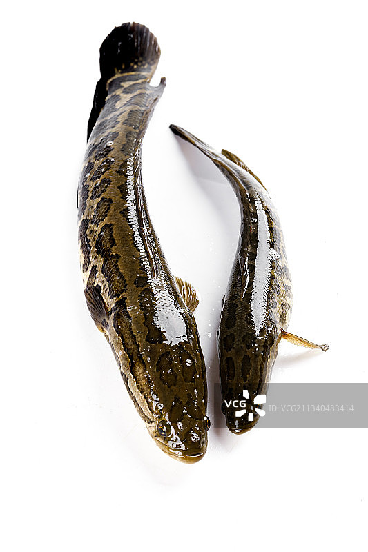 白底上的黑鱼图片素材