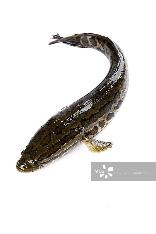 白底上放着 一条活黑鱼图片素材