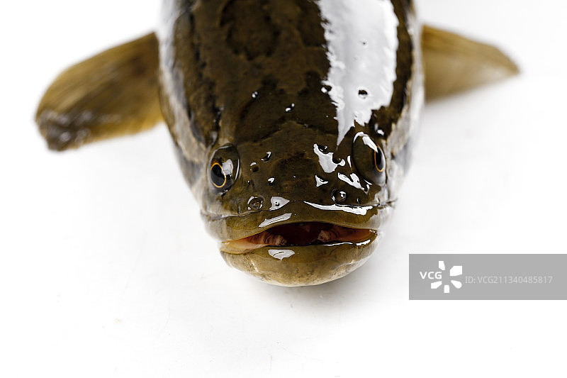 白底上放着 一条活黑鱼图片素材