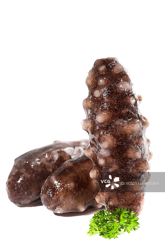 白底上的海参图片素材