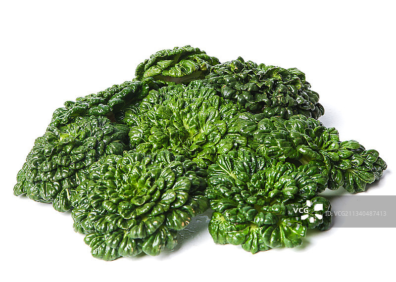 白底上的菊花菜图片素材