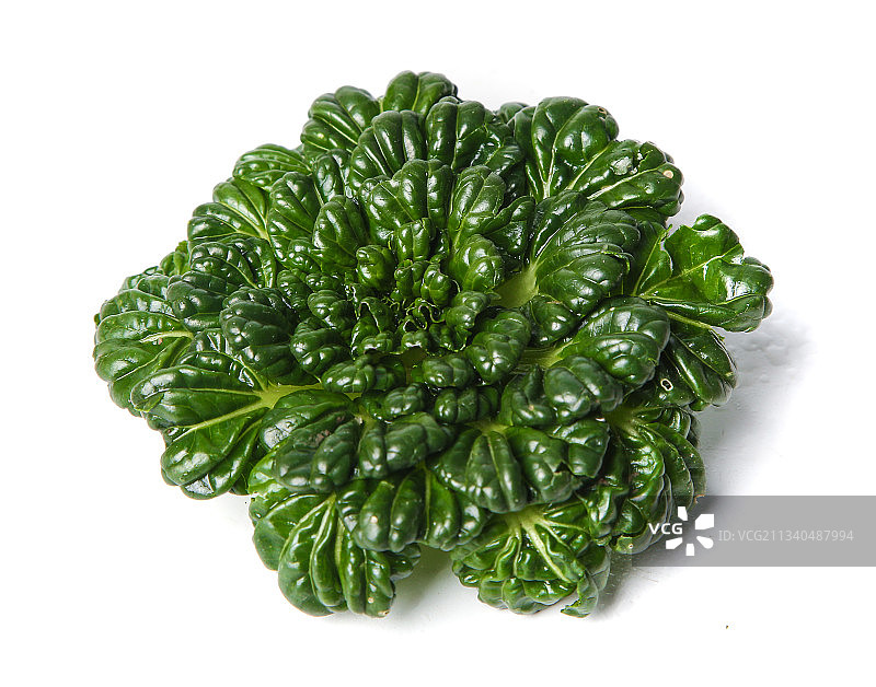 白底上的菊花菜图片素材