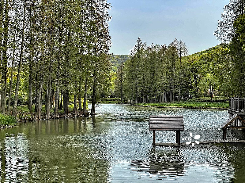 林中望天的湖光山色图片素材