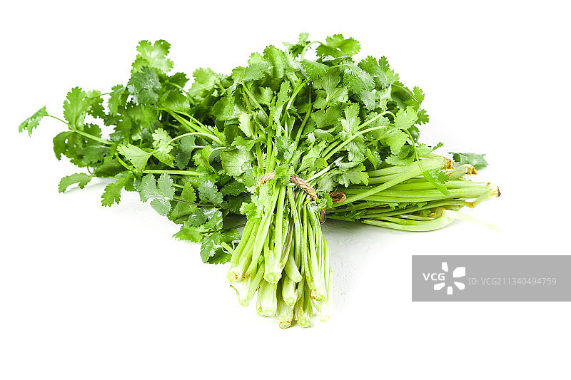 白底上的小叶香菜图片素材