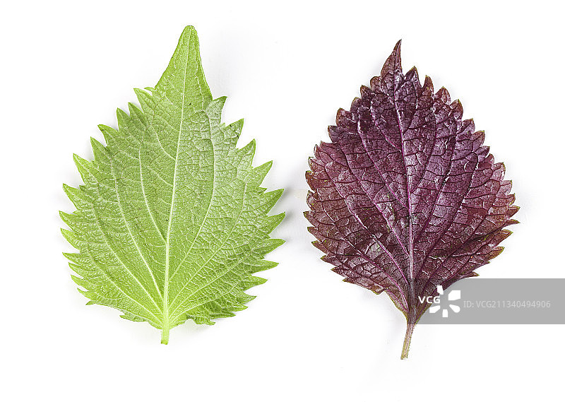 白底上的紫苏叶图片素材