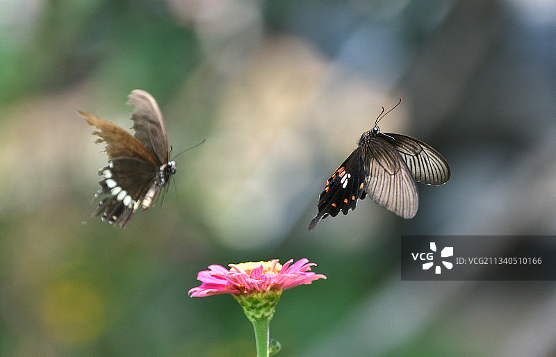 蝴蝶采蜜图片素材