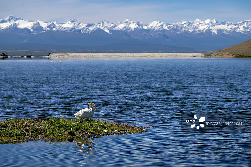 新疆巴音布鲁克草原天鹅湖图片素材