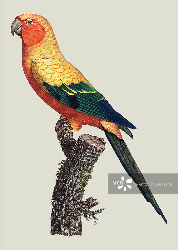 太阳锥尾鹦鹉图片素材