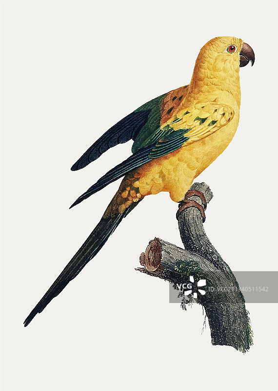 太阳锥尾鹦鹉图片素材