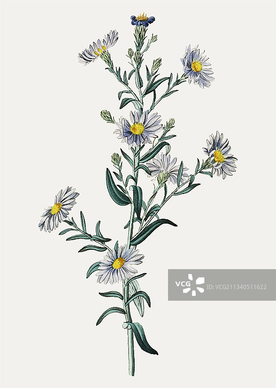 光滑的蓝色紫菀图片素材