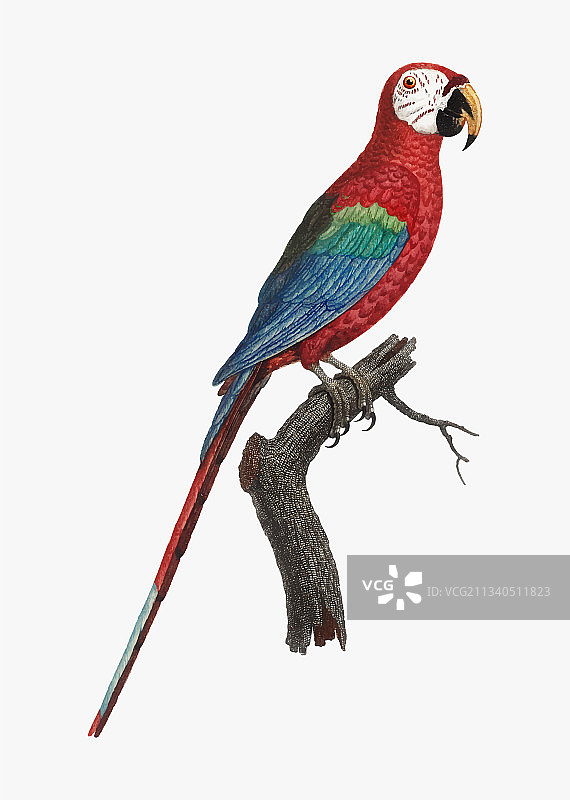 猩红色金刚鹦鹉图片素材